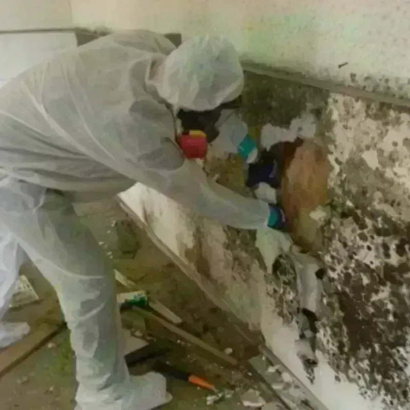 Mold Remediation and Removal in Cerro Gordo, IL